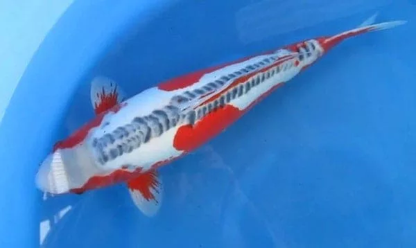 Shusui koi Discover the Beauty of Shusui Koi – Colorful and Distinctive Fish