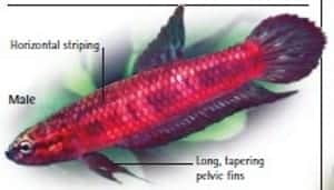 Discover the Beauty and Complexity of Wild Betta Fish: Exploring the World of Siamese Fighting Fish