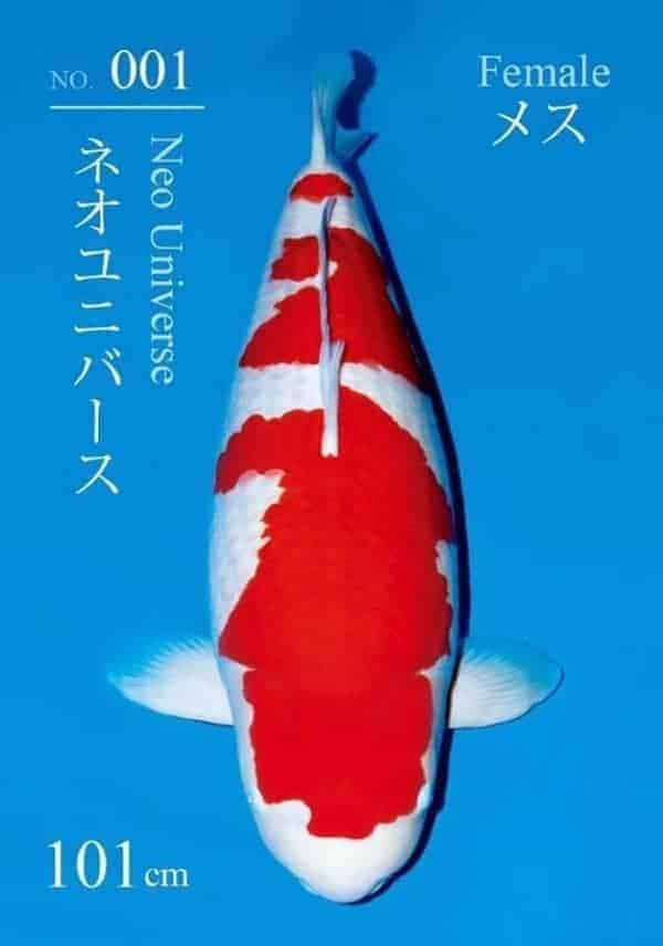 most expensive koi fish New World Record 203Million Yen 101cm Sakai Kohaku – S Legend