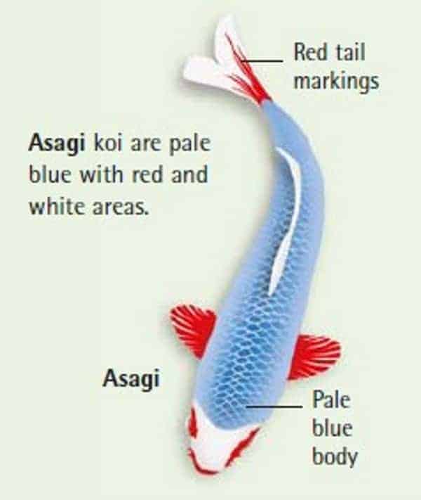 12 koi fish meaning asagi koi fish
