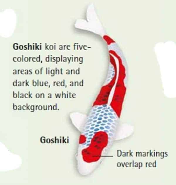 goshiki koi fish