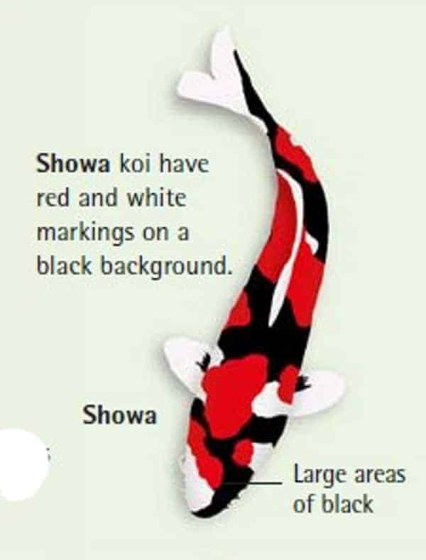 koi fish color meaning chart showa koi fish