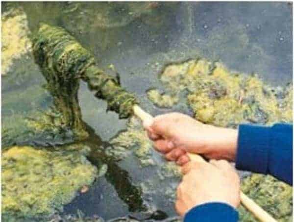 how to get rid of string algae in koi pond