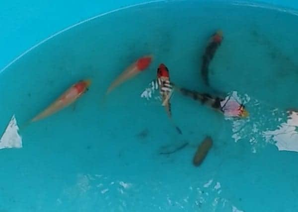 tancho koi fry for sale