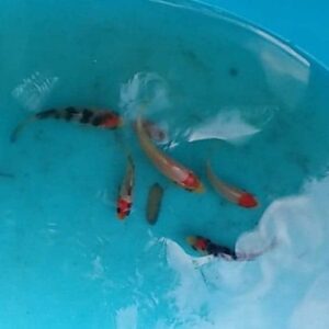 tancho koi fry forsale