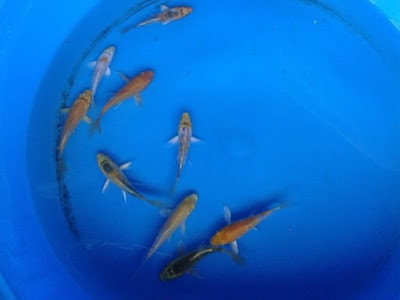 live butterfly koi fish for sale