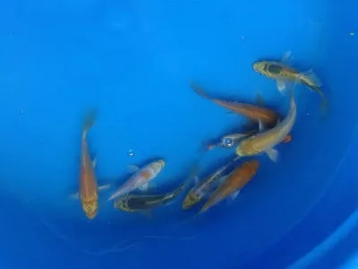live butterfly koi fish for sale 1