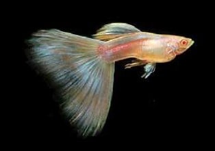 Albino Blue Moscow types of guppies