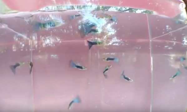 hb blue guppy for sale philippines