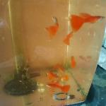 afr guppy for sale philippines