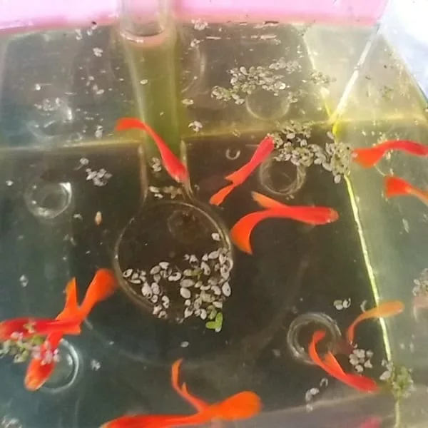 albion full red guppy for sale near me