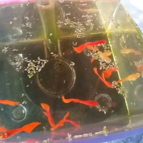 albino full red guppy for sale near pagadian