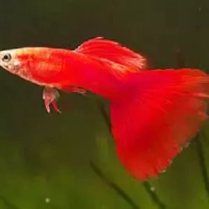guppies for sale philippines