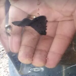 black moscow guppy price