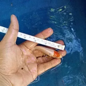 koi fish for sale in mindanao selected 3 inch kohaku