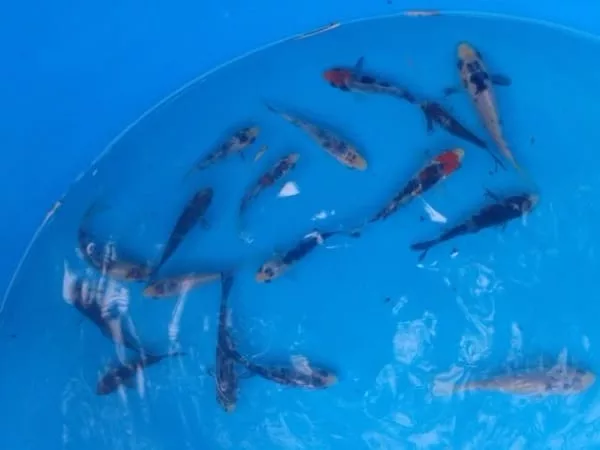 koi fish for sale in mindanao selected 3 inch showa