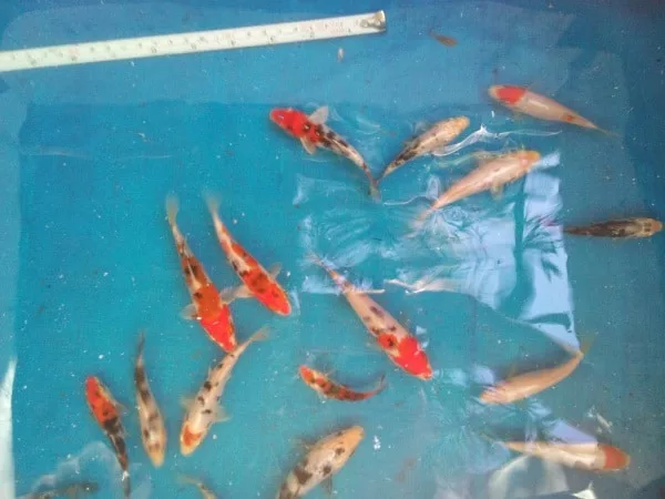 koi fish for sale in mindanao selected sanke, kohaku, shiro
