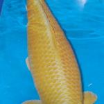 Ogon koi fish