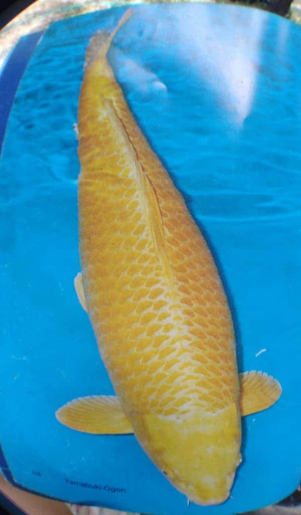Ogon koi fish