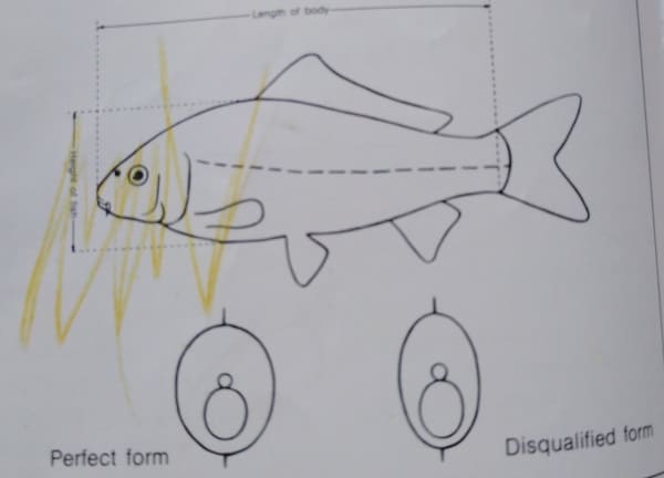 koi fish anatomy Form of a koi