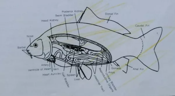 koi fish anatomy