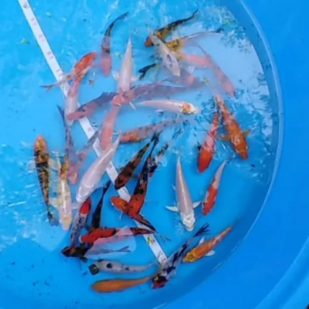 koi fish for sale assorted selected quality 4 inch