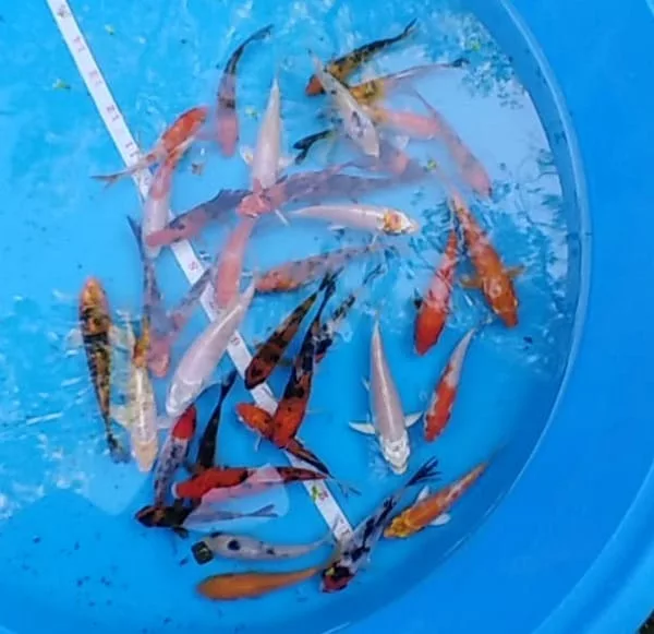 koi fish for sale assorted selected quality 4 inch