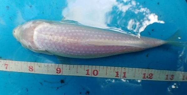 pearl scale koi fish for sale