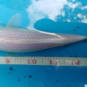 pearl scale koi fish for sale