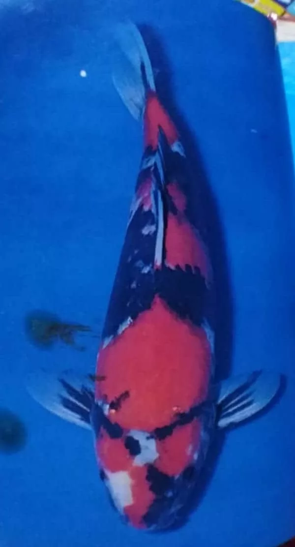 Unleashing the Beauty of Showa Koi Fish: Explore Their Striking Three-Color Patterns and Unique Appearance
