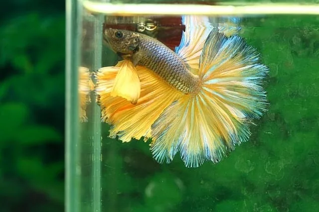how to take care of a betta fish Unlock the Secrets: Learn How to Care for Your Betta Fish Like a Pro!