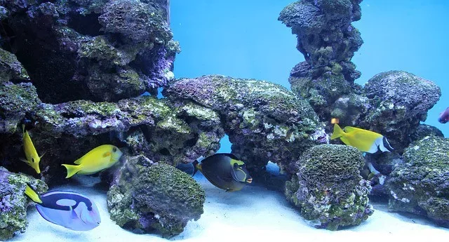 fun saltwater aquarium