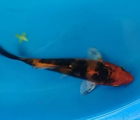 5 inch Kin doitsu hi utsuri koi fish for sale