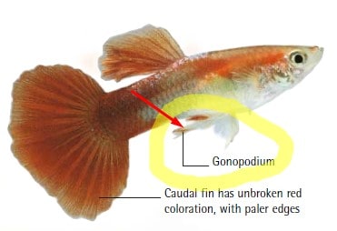 male guppy fish gonopodium how to breed guppy fish