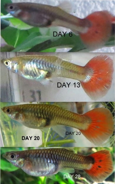 pregnant guppy fish stages 