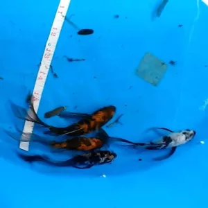 live butterfly koi fish for salebutterfly koi fish