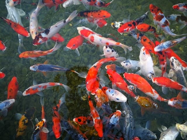 koi fish market is there a market for koi
