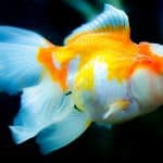 oranda goldfish care