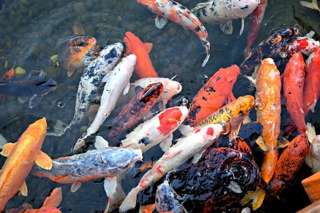 Your Koi pond will literally come to life at the first of springtime. The life in your pond has spent the previous winter in a proverbial hibernation