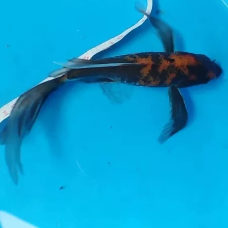 butterfly koi fish for sale philippines