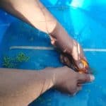 how to breed goldfish by hand