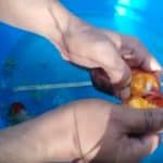 how to hand breeding goldfish