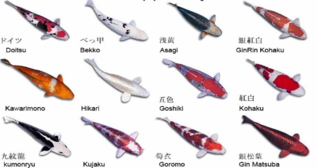 japanese koi fish type