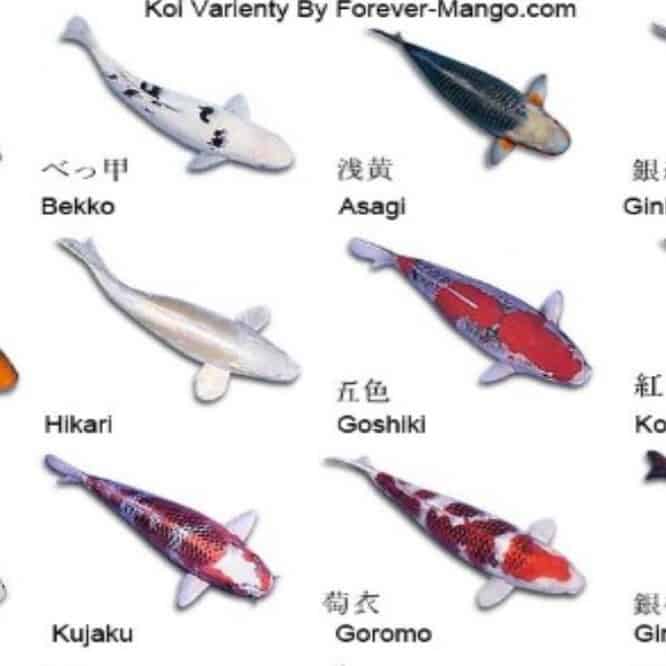 japanese koi fish types