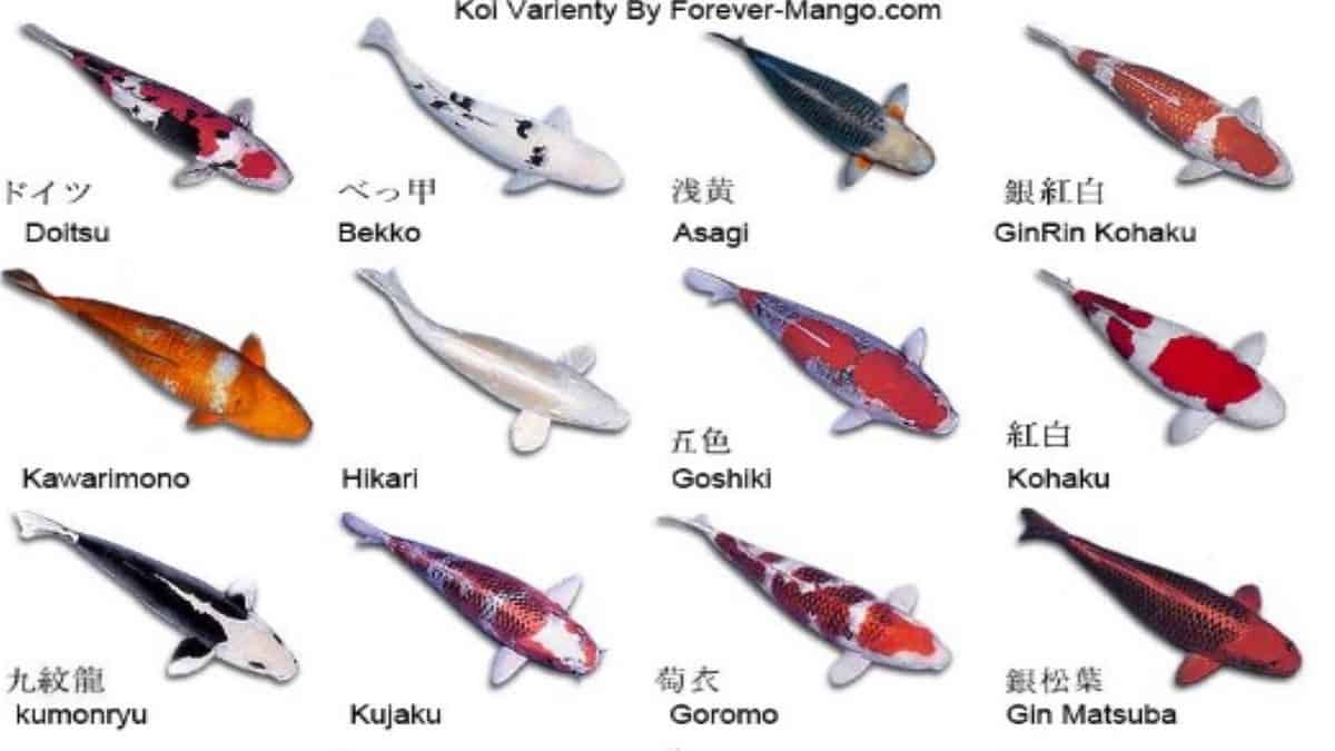 Japanese Koi Fish Types Awe Classifications And More 2020