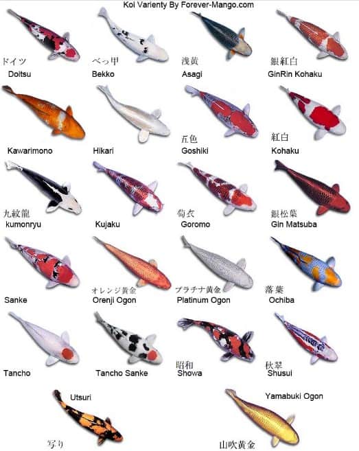 japanese koi fish types