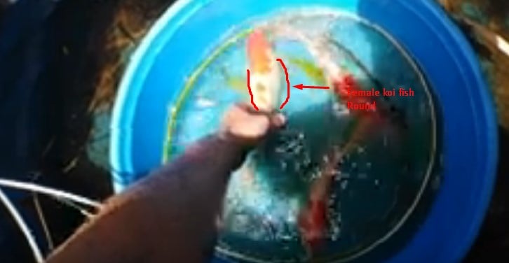 how to tell if a fish is male or female (sexing koi) 1