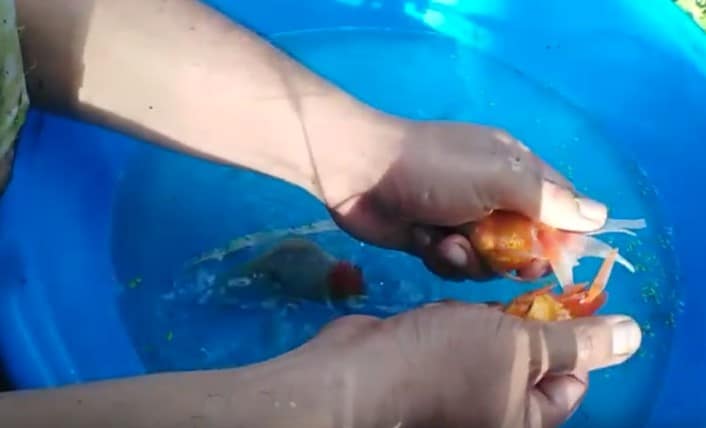 hand spawn the goldfish