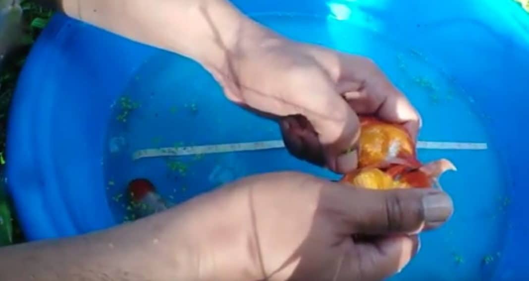how to hand breed goldfish