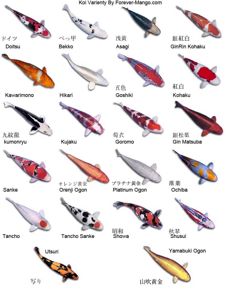 how to identify different types of koi